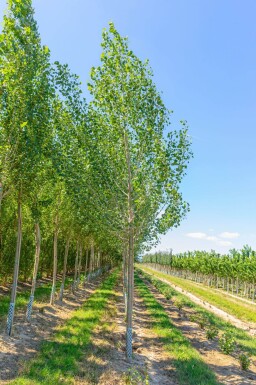 Populus nigra haute-tige