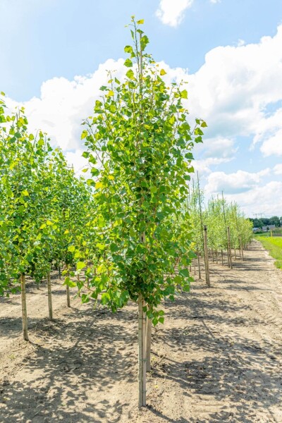 Populus nigra 'Italica' haute-tige 10/12