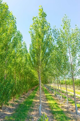 Populus nigra 'Italica' haute-tige 10/12