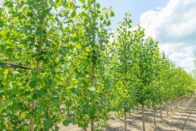 Populus nigra 'Italica' haute-tige 10/12