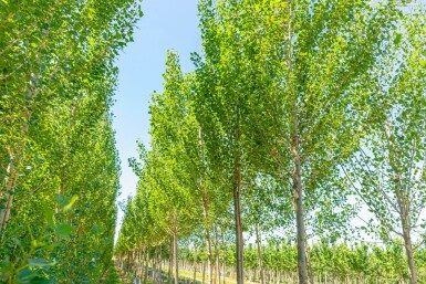 Populus nigra 'Italica' haute-tige 10/12