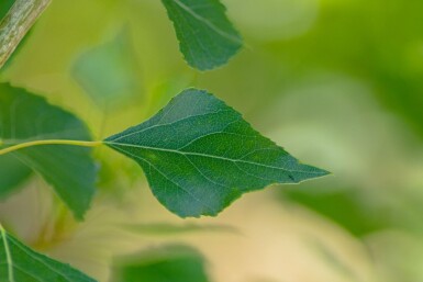 Populus nigra 'Italica' haute-tige 10/12