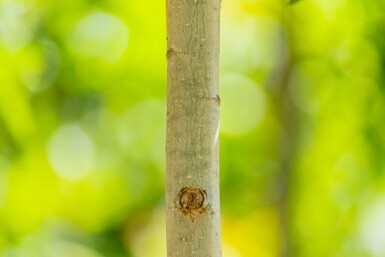Populus nigra 'Italica' haute-tige 10/12
