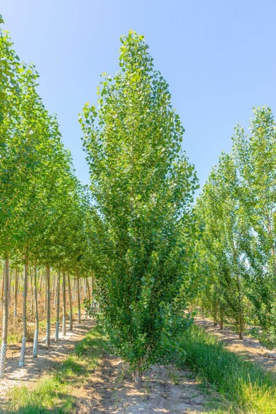 Populus nigra 'Italica' baliveau 4-6