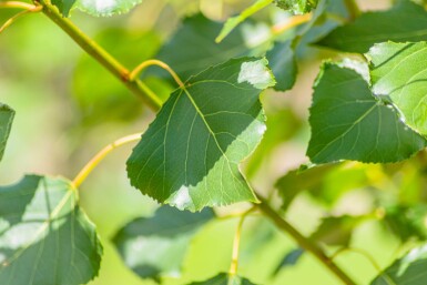 Populus nigra 'Italica' baliveau 4-6