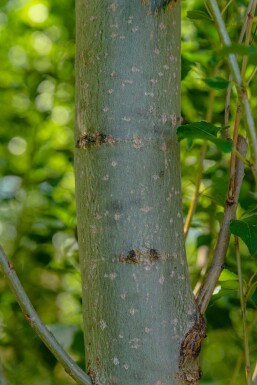 Populus nigra 'Italica' baliveau 4-6