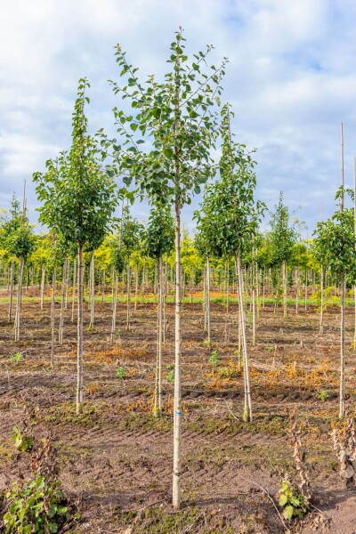 Populus tremula haute-tige 14/16
