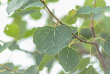 Populus tremula haute-tige 14/16