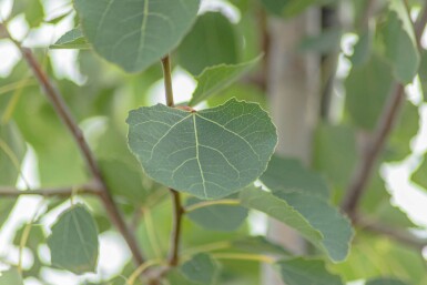 Populus tremula haute-tige 14/16