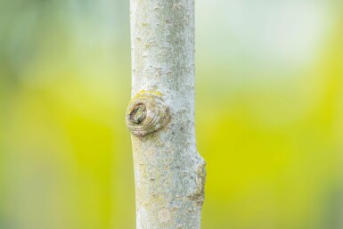 Populus tremula haute-tige 14/16