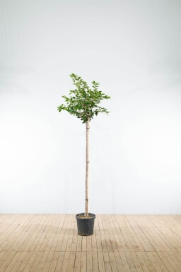 Prunus 'Accolade' haute-tige