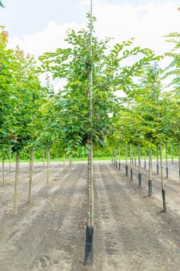 Prunus 'Accolade' haute-tige
