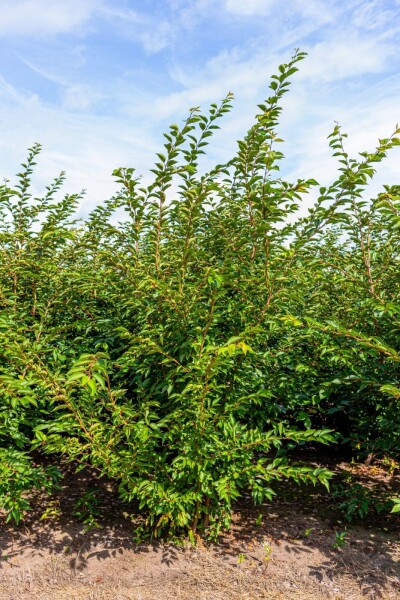 Prunus 'Accolade' cépée 200-250