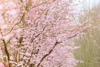 Prunus 'Accolade' cépée 200-250
