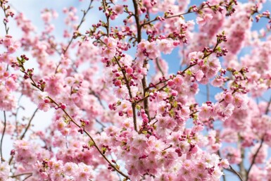 Prunus 'Accolade' cépée 200-250
