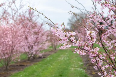 Prunus 'Accolade' cépée 200-250