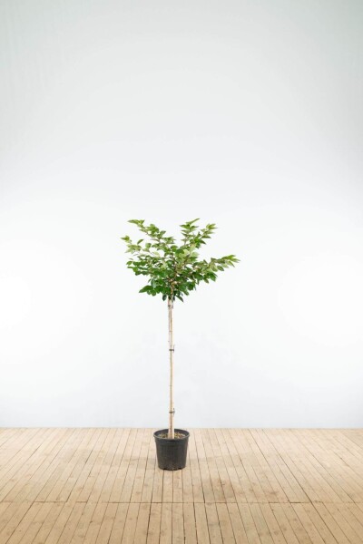 Prunus 'Accolade' demi-tige 120cm tronc