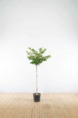 Prunus 'Accolade' demi-tige