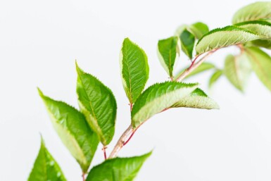 Prunus 'Accolade' demi-tige