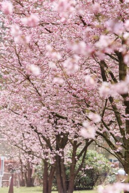 Prunus 'Accolade' demi-tige 120cm tronc