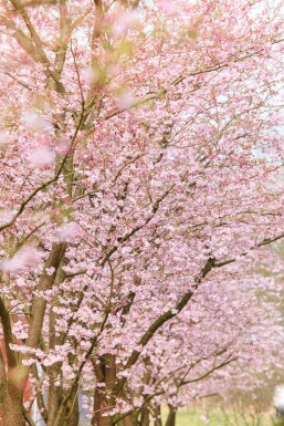 Prunus 'Accolade' demi-tige 120cm tronc