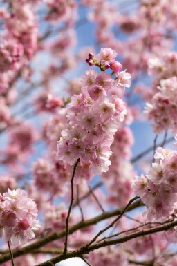 Prunus 'Accolade' demi-tige 120cm tronc