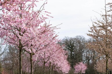 Prunus 'Accolade' demi-tige 120cm tronc