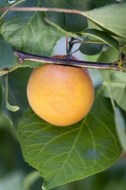 Prunus armeniaca haute-tige