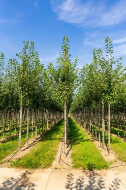 Prunus avium haute-tige