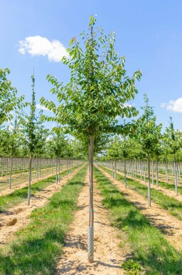 Prunus avium haute-tige