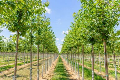 Prunus avium haute-tige 10/12