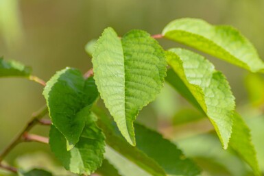 Prunus avium haute-tige 10/12