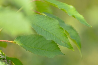 Prunus avium haute-tige 10/12