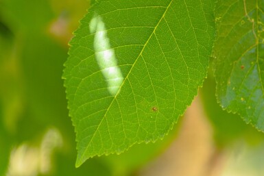 Prunus avium haute-tige 10/12