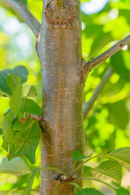 Prunus avium haute-tige 10/12