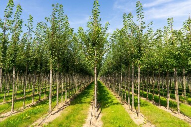 Prunus avium haute-tige 10/12