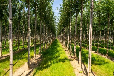 Prunus avium haute-tige 10/12