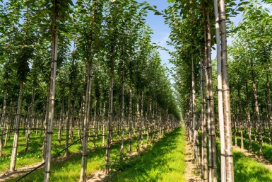 Prunus avium haute-tige 10/12