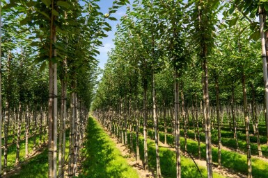 Prunus avium haute-tige 10/12
