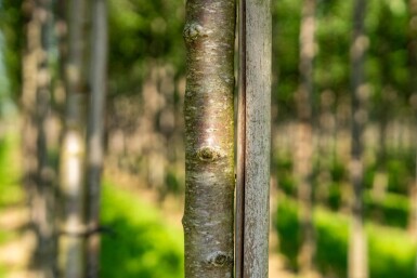Prunus avium haute-tige 10/12