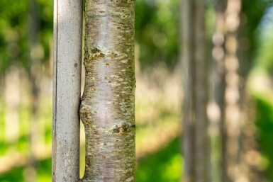 Prunus avium haute-tige 10/12