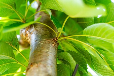 Prunus avium haute-tige 10/12