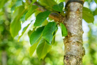 Prunus avium haute-tige 10/12