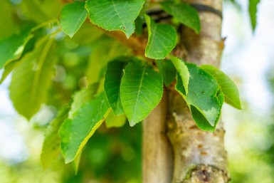 Prunus avium haute-tige 10/12