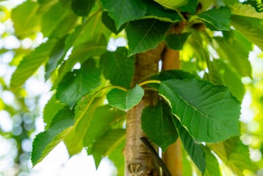 Prunus avium haute-tige 10/12