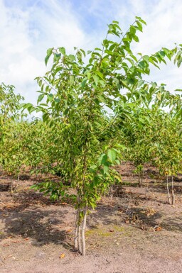 Prunus avium cépée