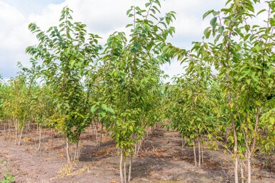 Prunus avium cépée