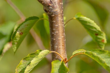 Prunus avium cépée 300-350