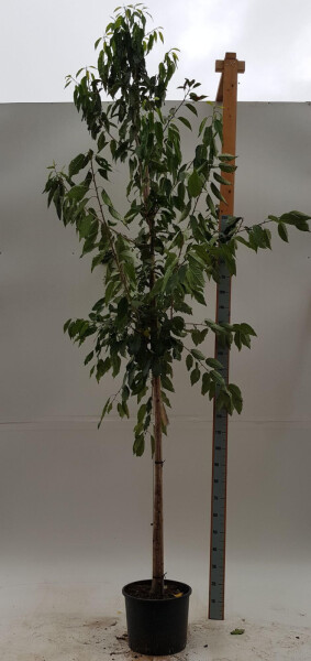 Prunus avium 'Plena' haute-tige 10/12