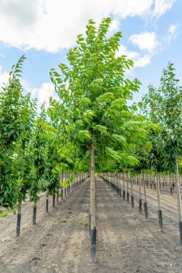 Prunus avium 'Plena' haute-tige
